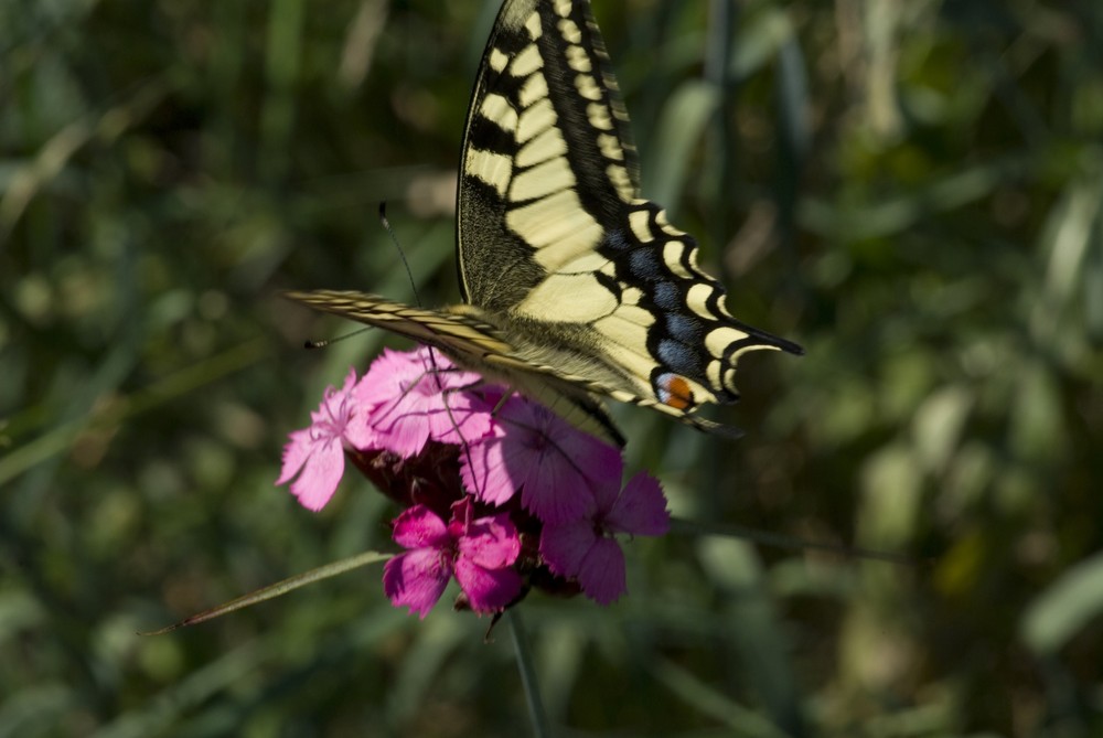 Schmetterling