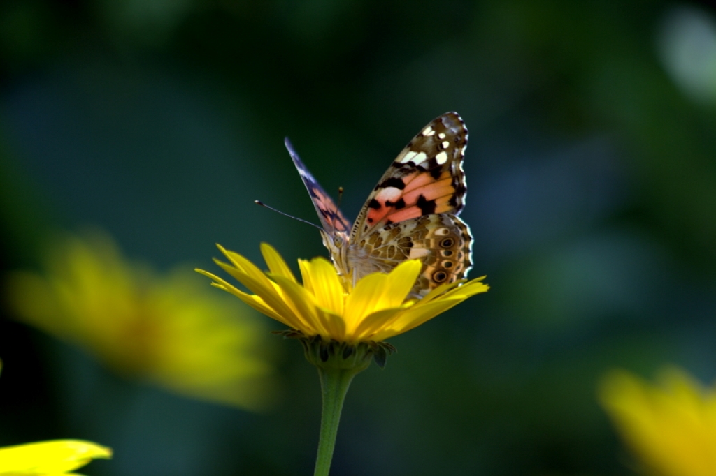 Schmetterling