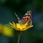 Schmetterling