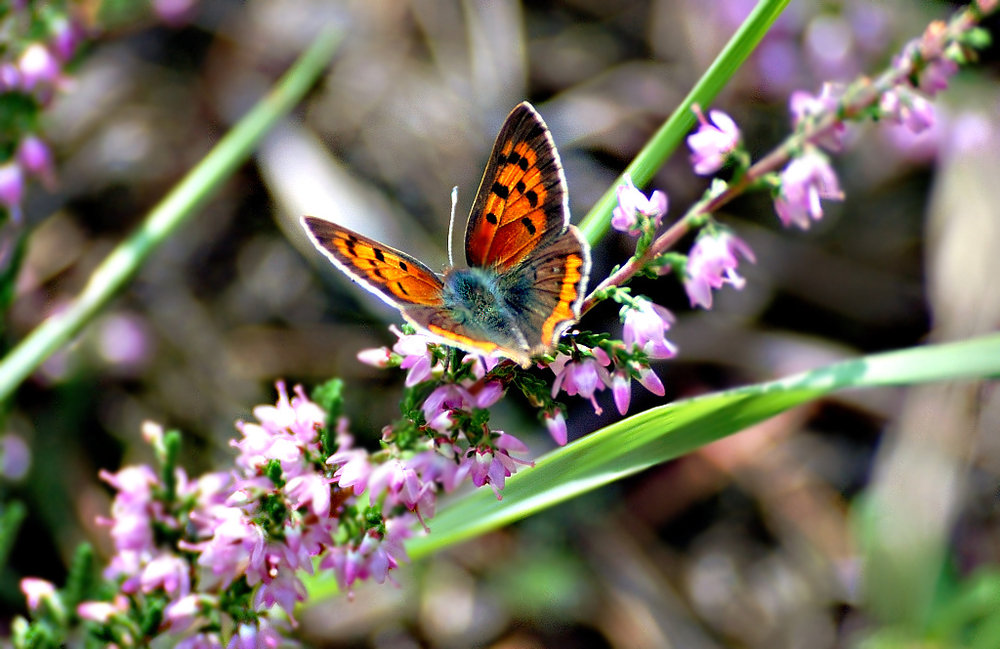 Schmetterling