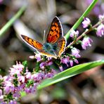 Schmetterling