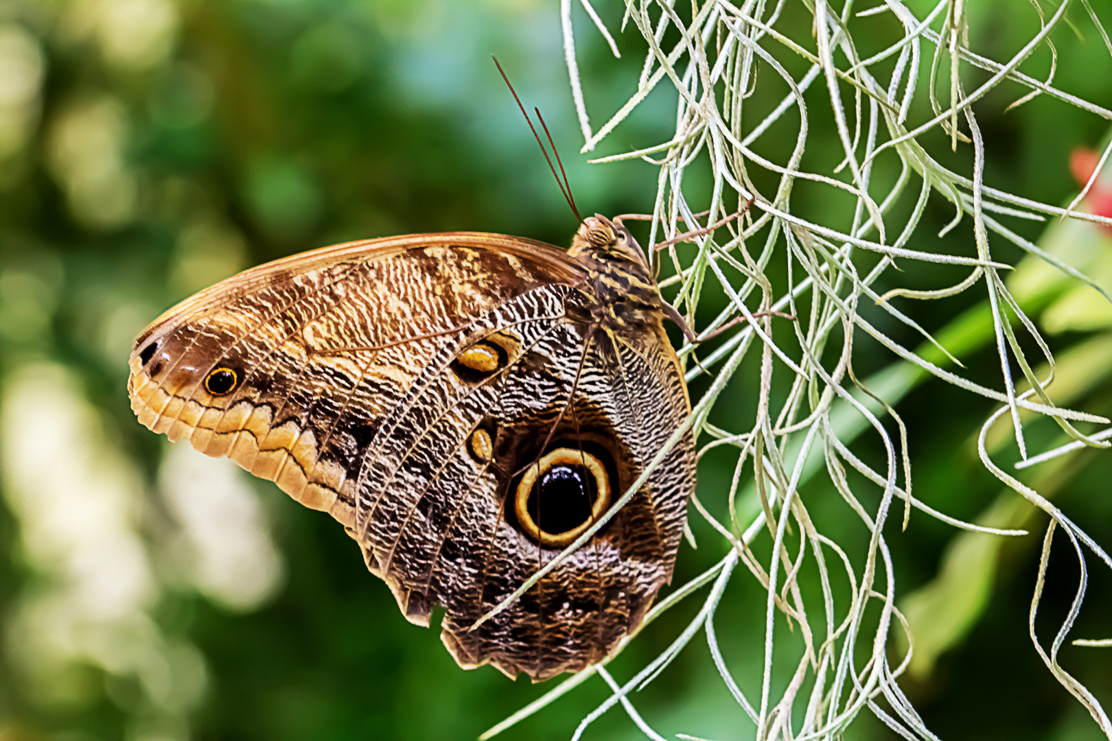 Schmetterling