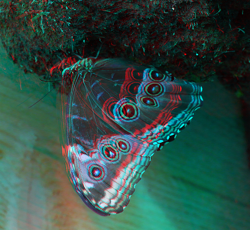 Schmetterling (3D-Bild für Rot/Cyan Brille)