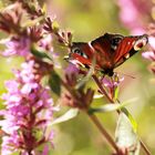 Schmetterling