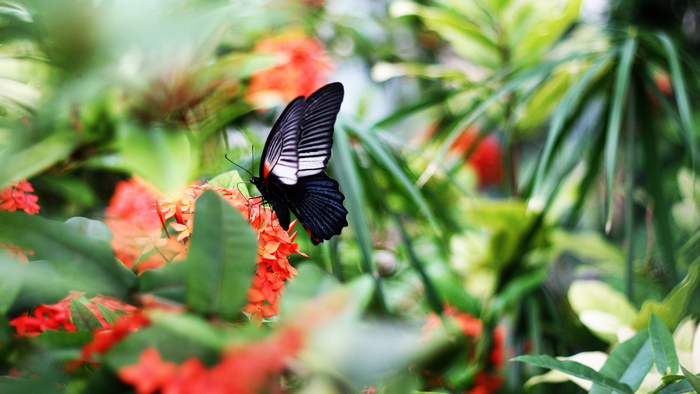 Schmetterling