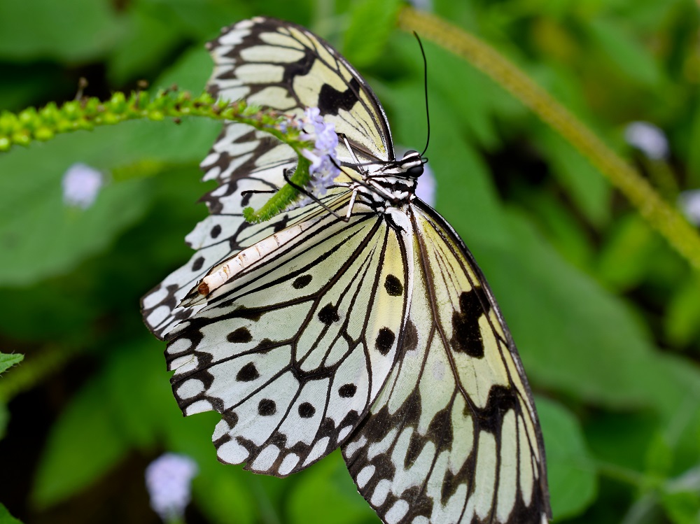 Schmetterling