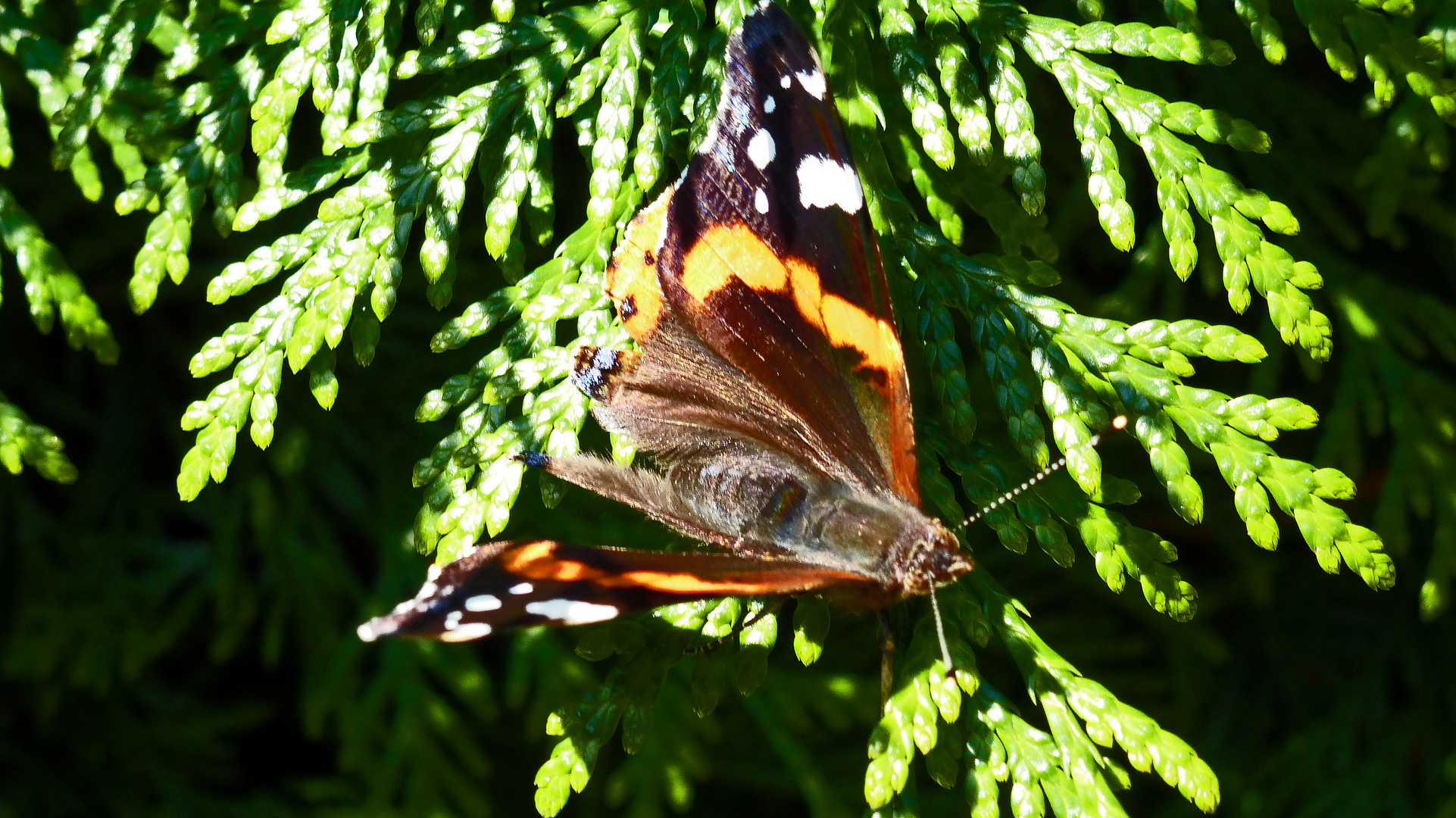 Schmetterling