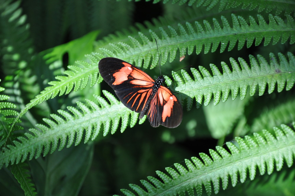 Schmetterling