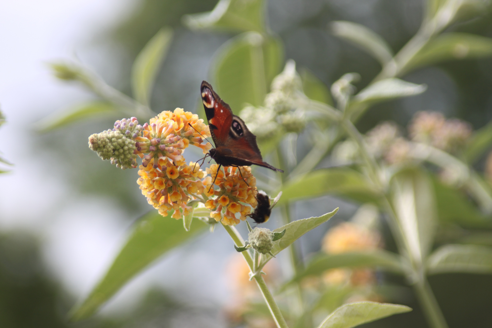 Schmetterling