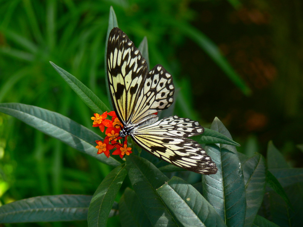 Schmetterling