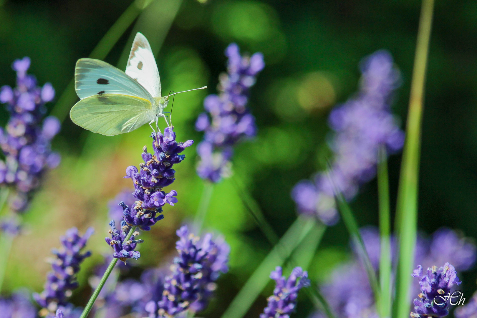 Schmetterling