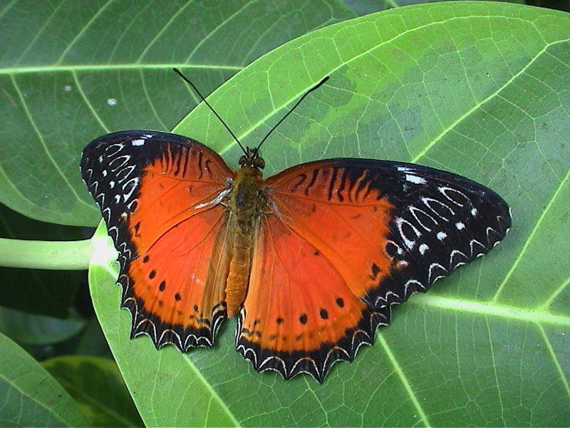 Schmetterling