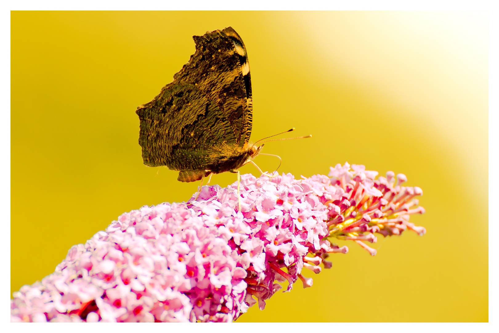 Schmetterling