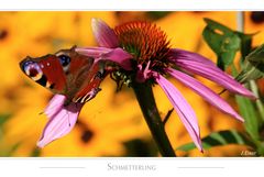 ..:: Schmetterling ::..