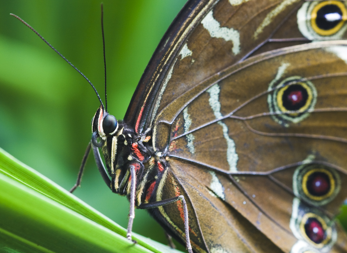 *****Schmetterling***************