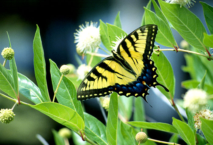 Schmetterling