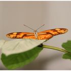 Schmetterling