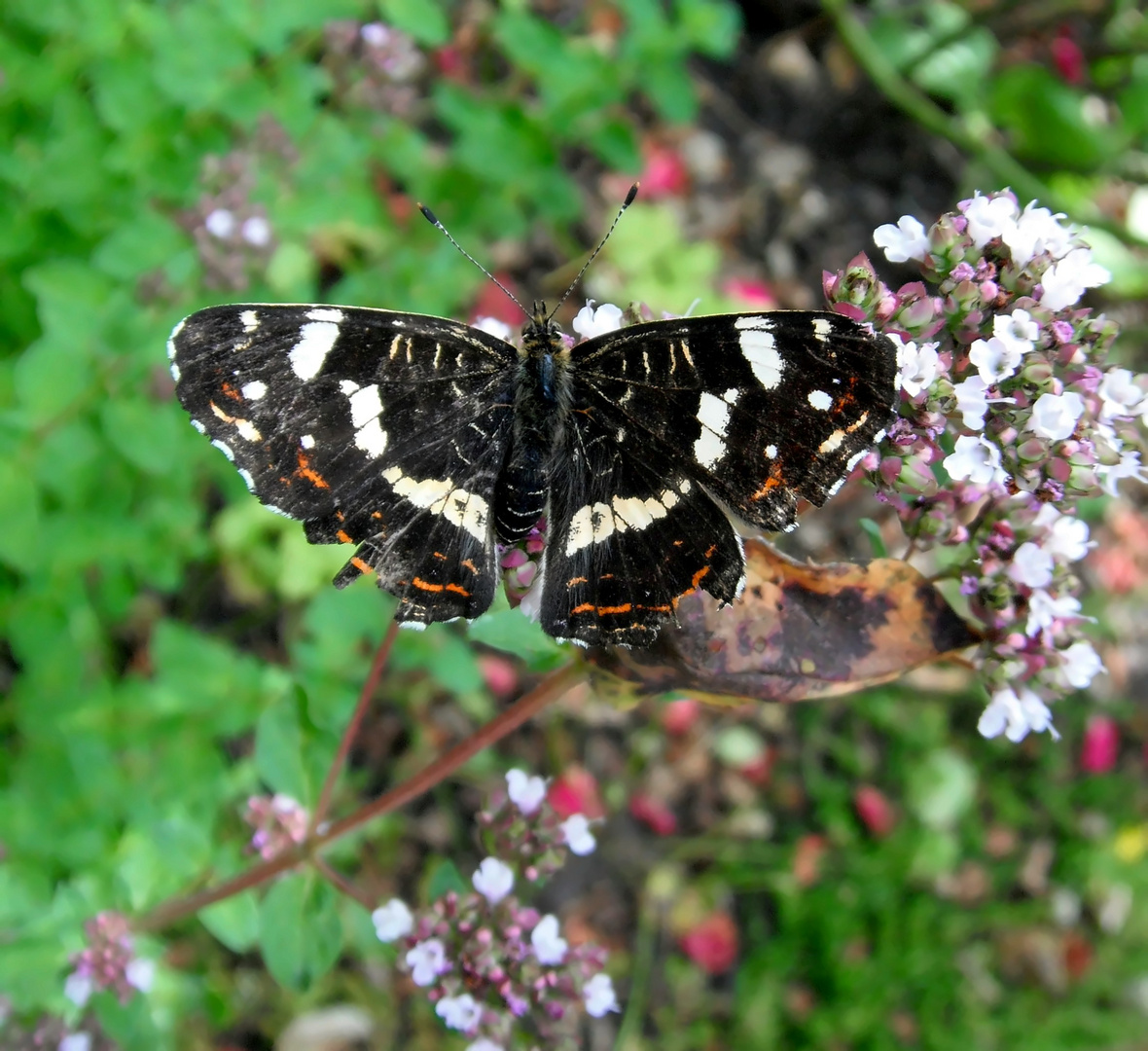 Schmetterling