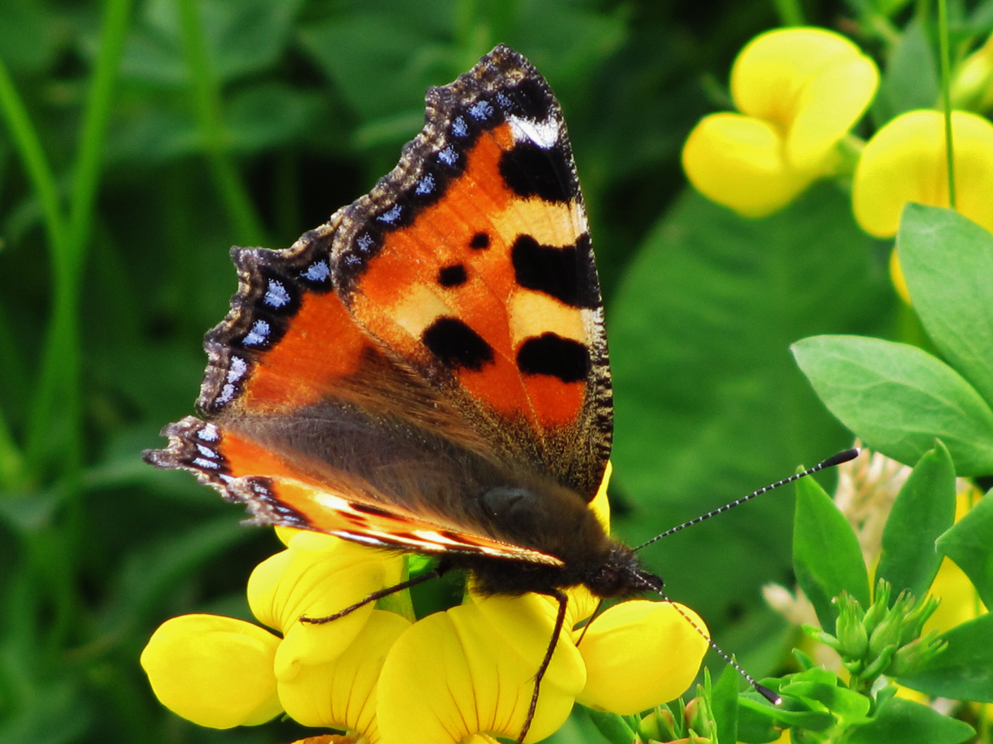 Schmetterling ?