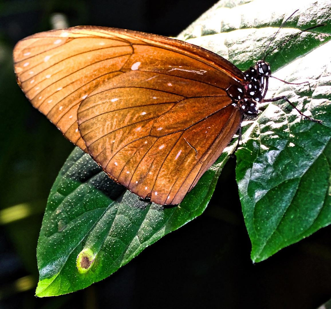 Schmetterling