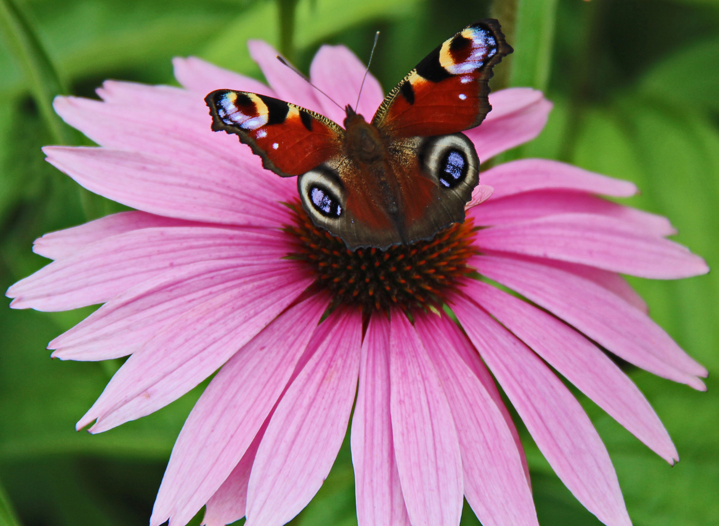 Schmetterling