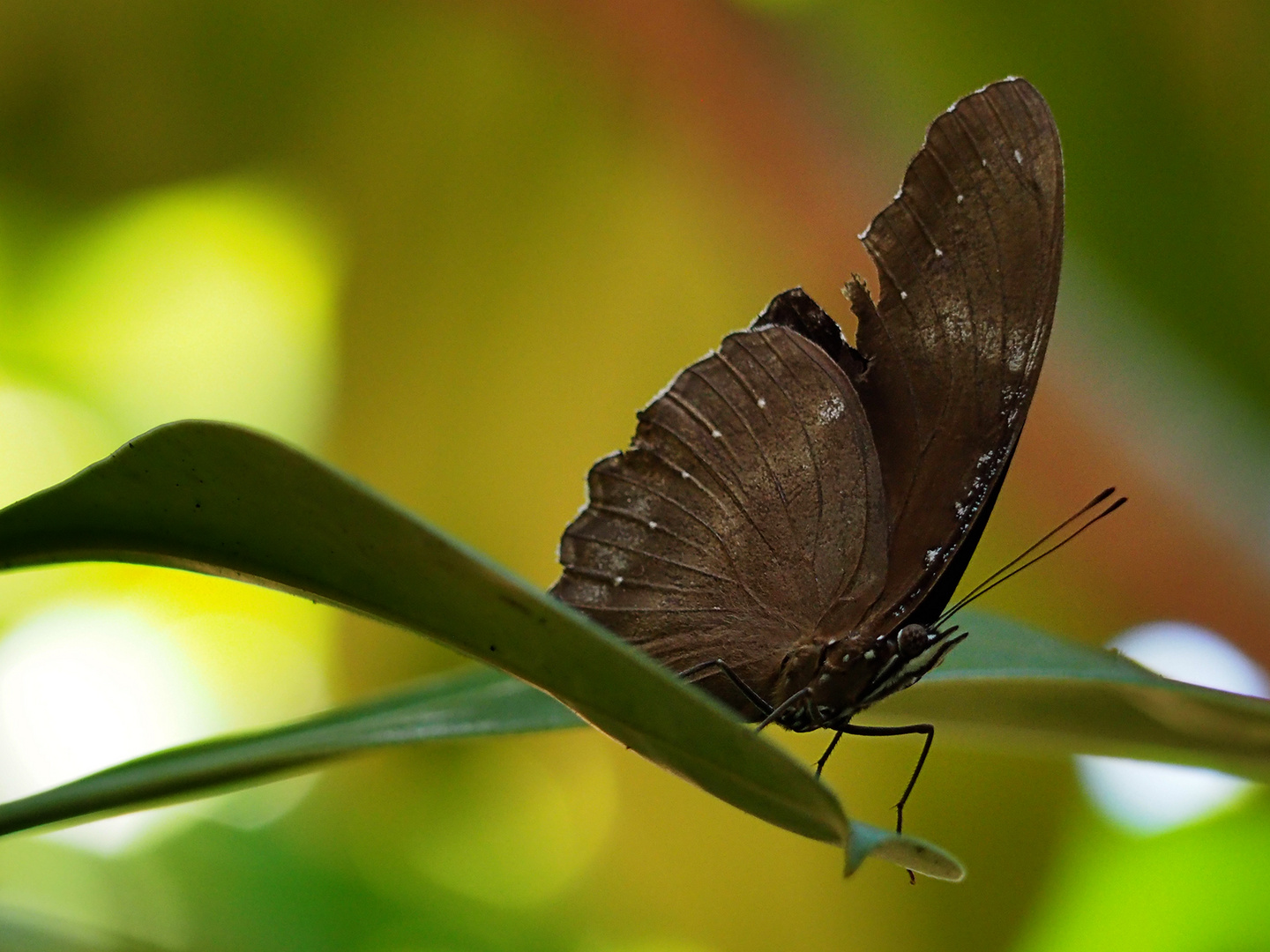 Schmetterling...