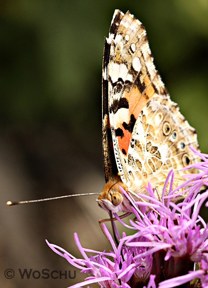 Schmetterling