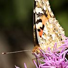 Schmetterling