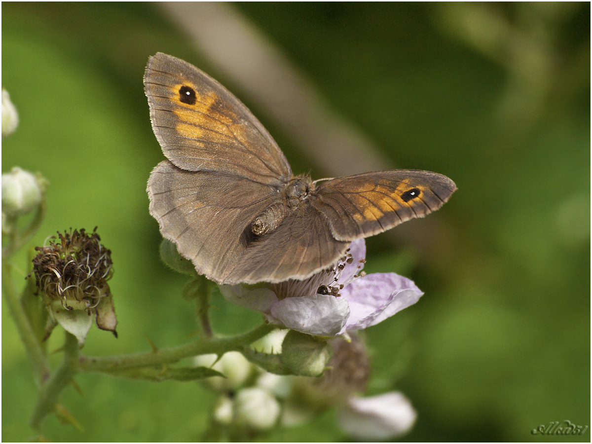 Schmetterling.