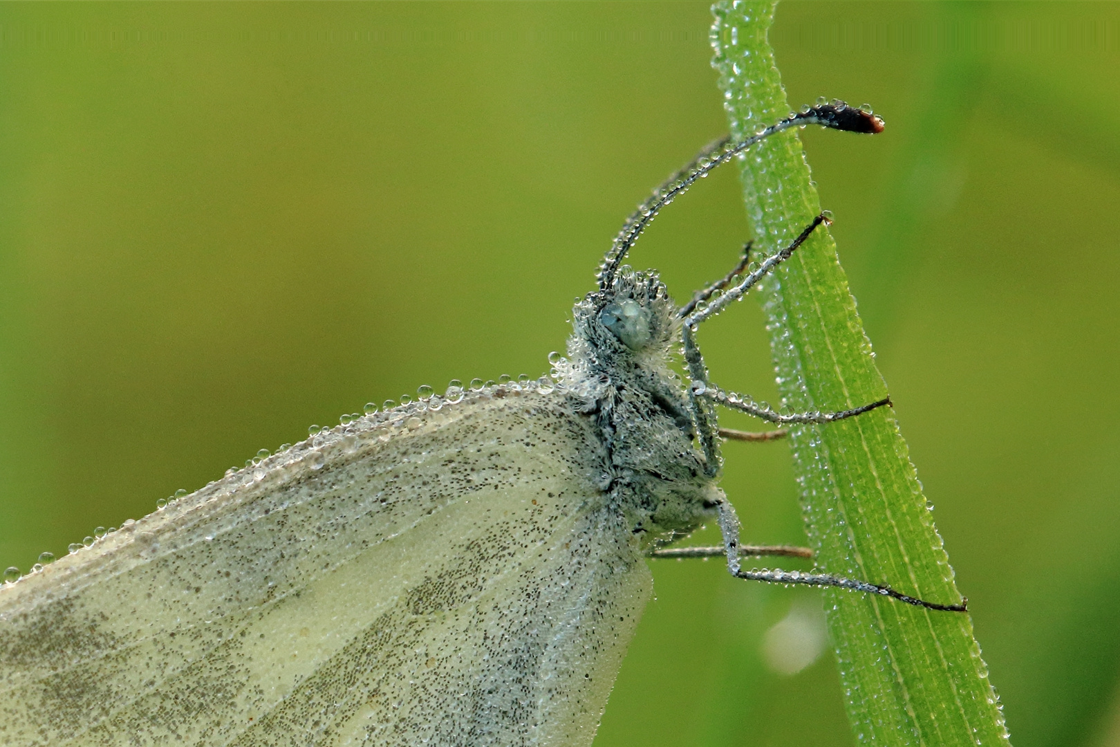 Schmetterling