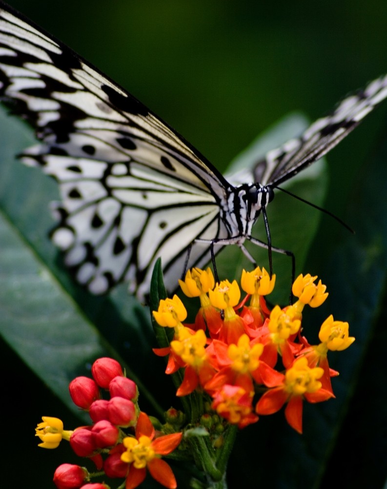 Schmetterling