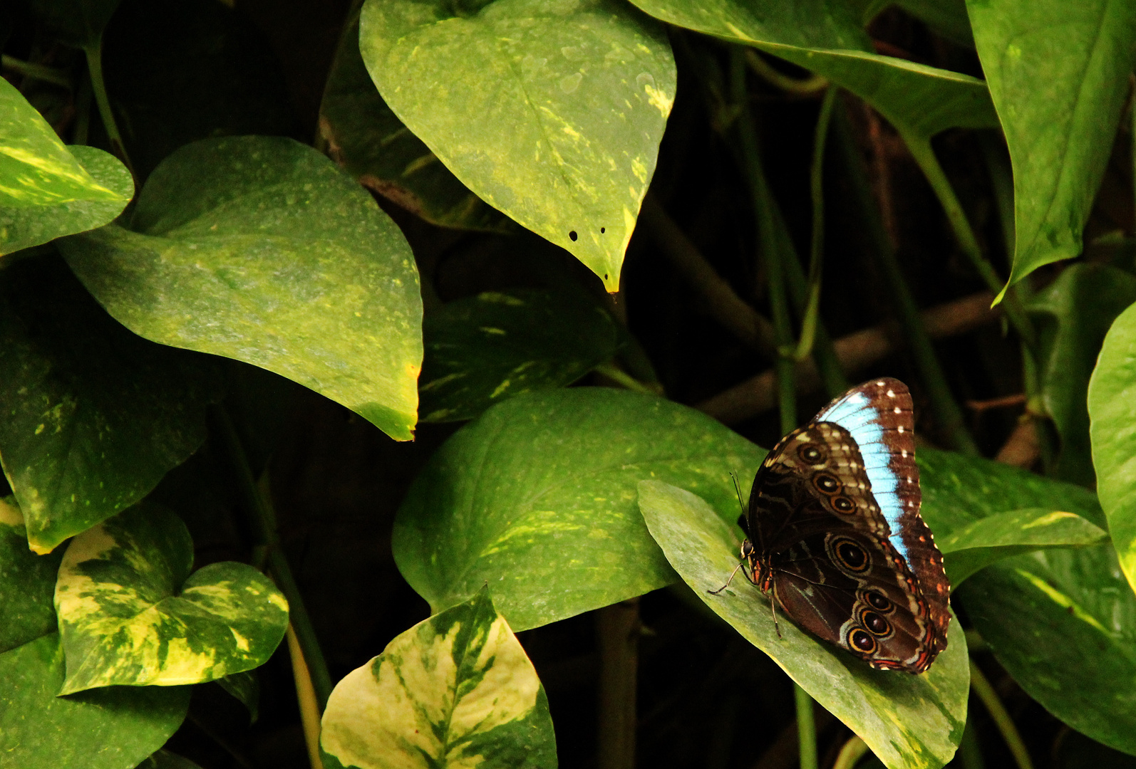 Schmetterling