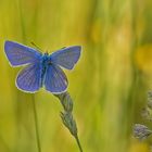 Schmetterling