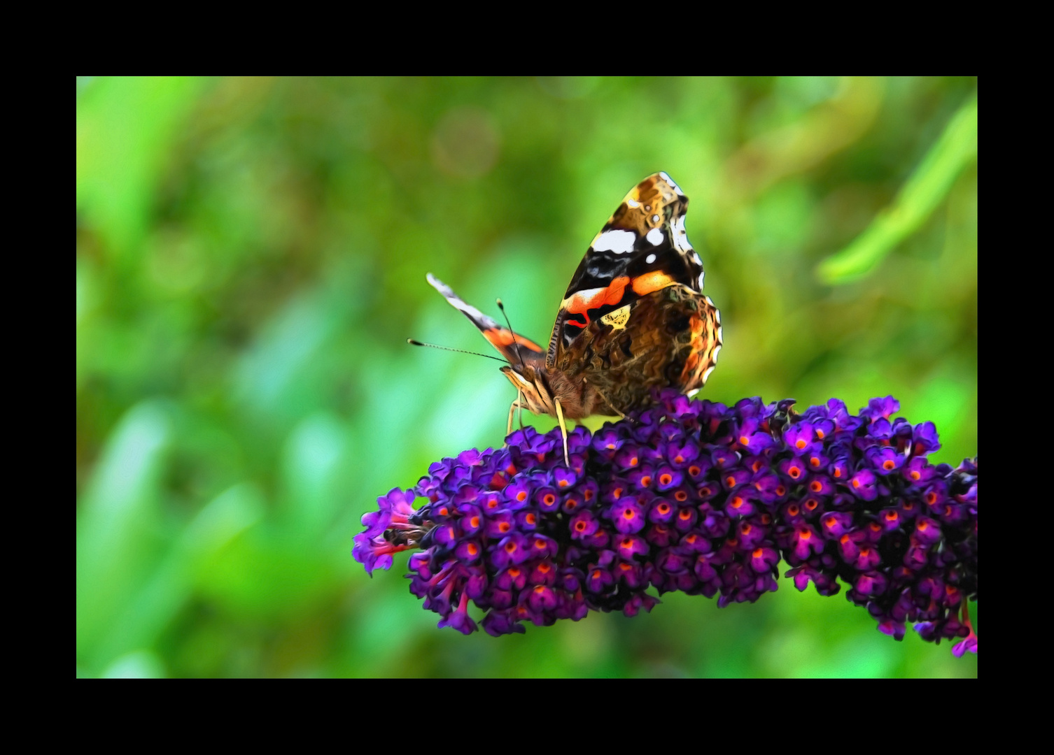 Schmetterling