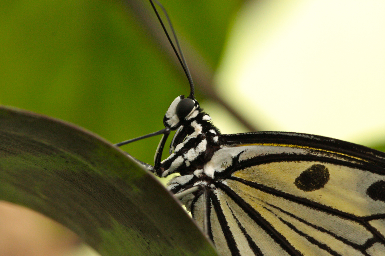 Schmetterling