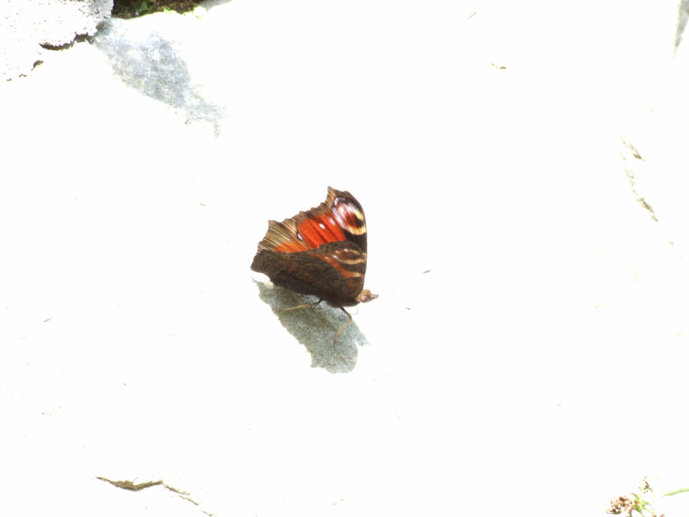 Schmetterling