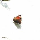 Schmetterling