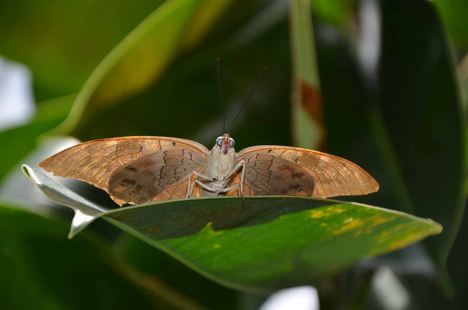 Schmetterling