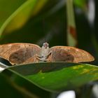 Schmetterling