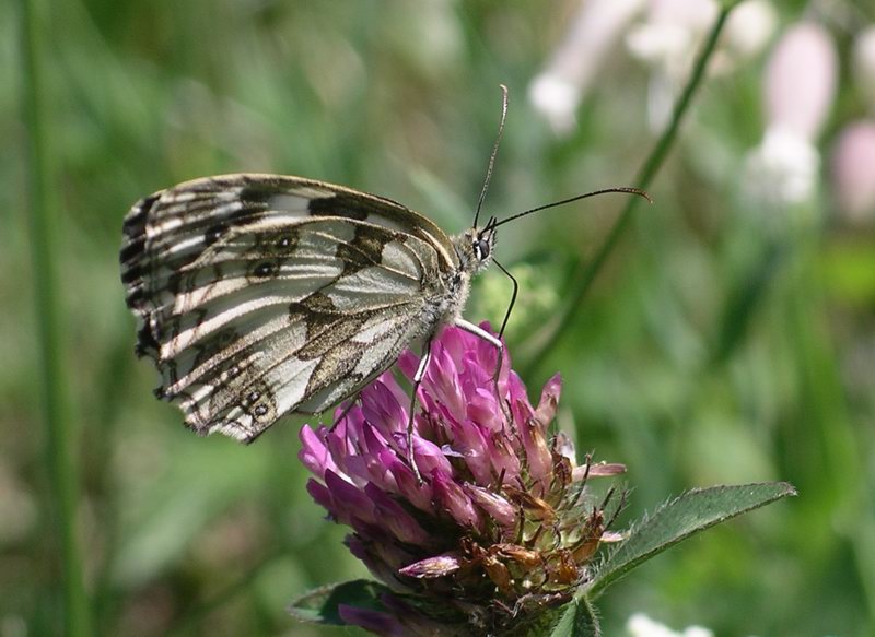 Schmetterling