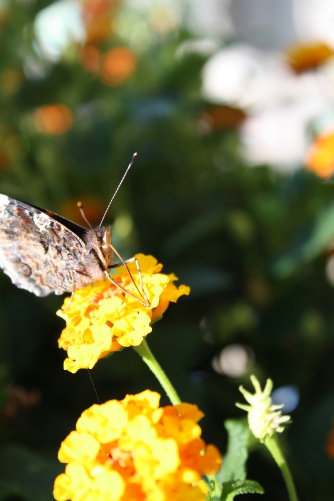 Schmetterling