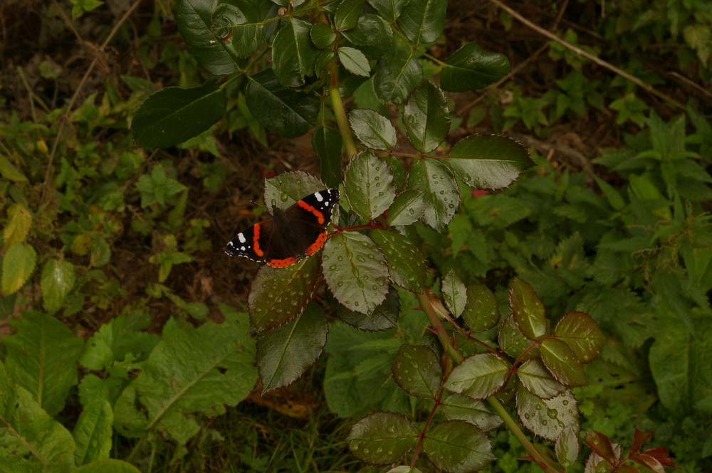 Schmetterling