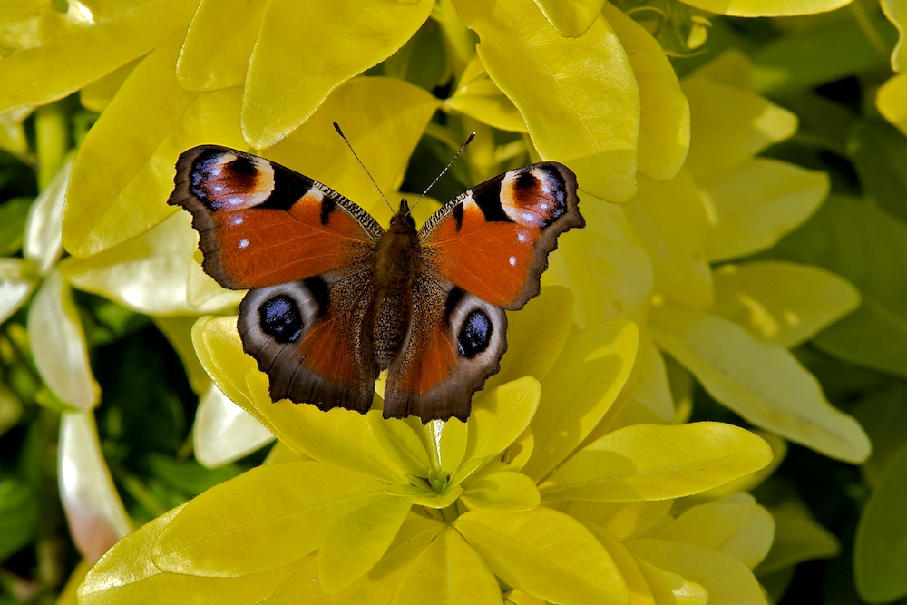 Schmetterling