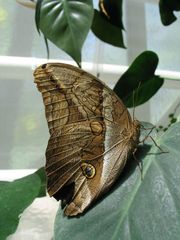 Schmetterling