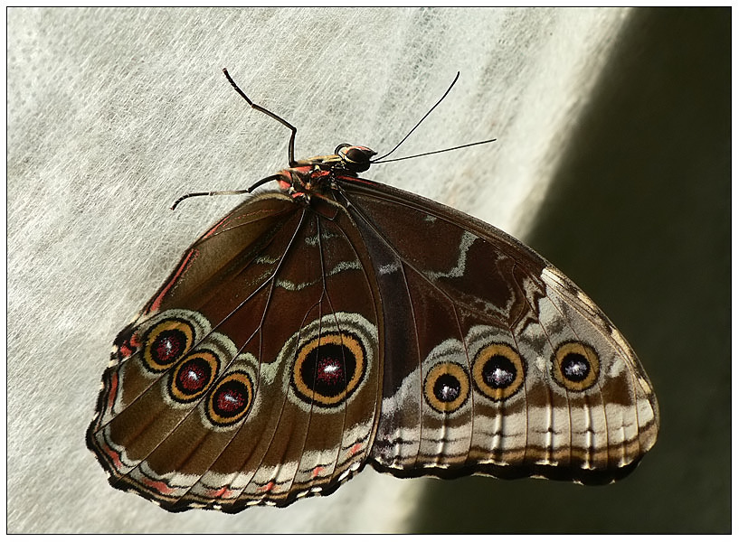 Schmetterling