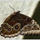 Schmetterling