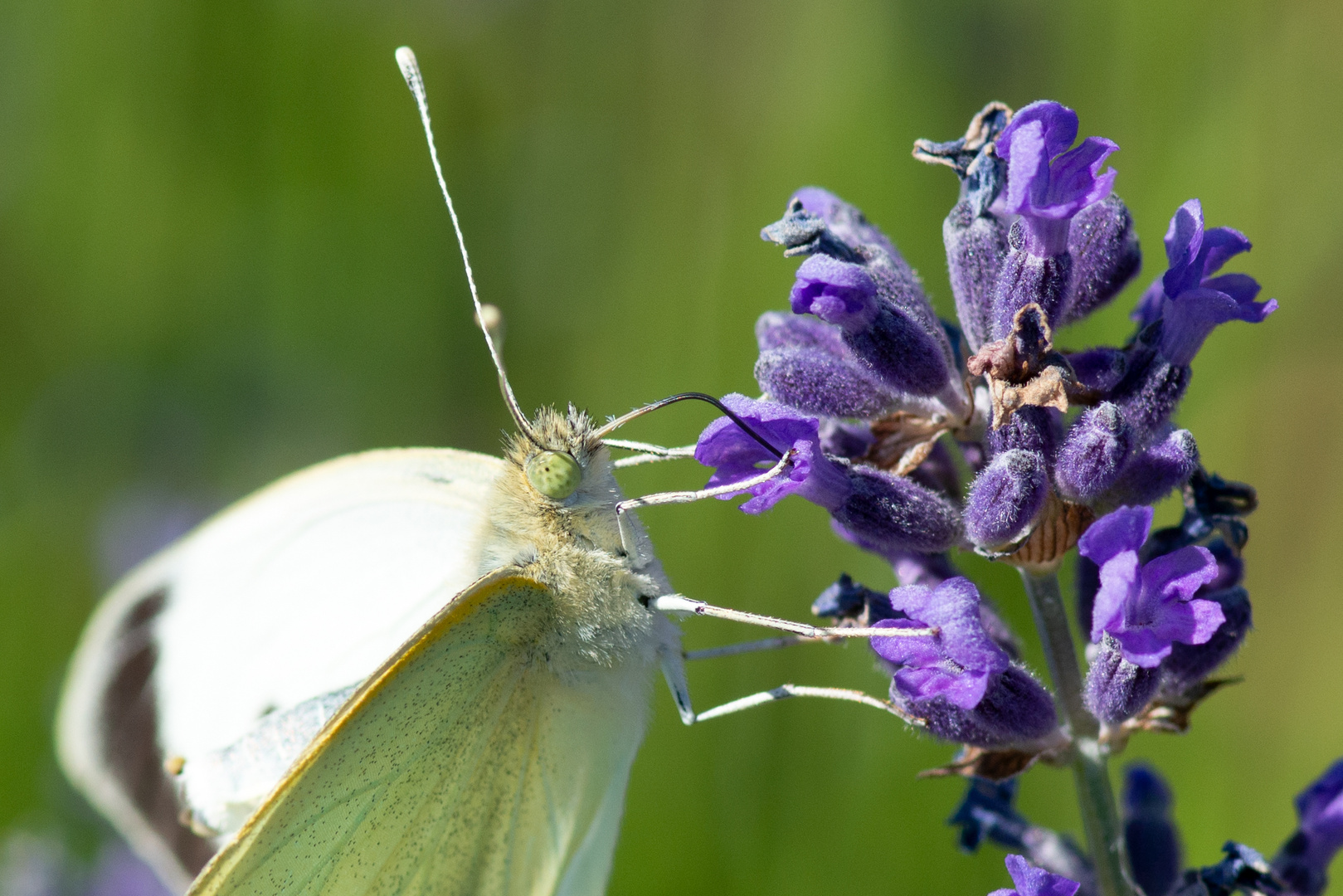 Schmetterling