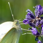 Schmetterling