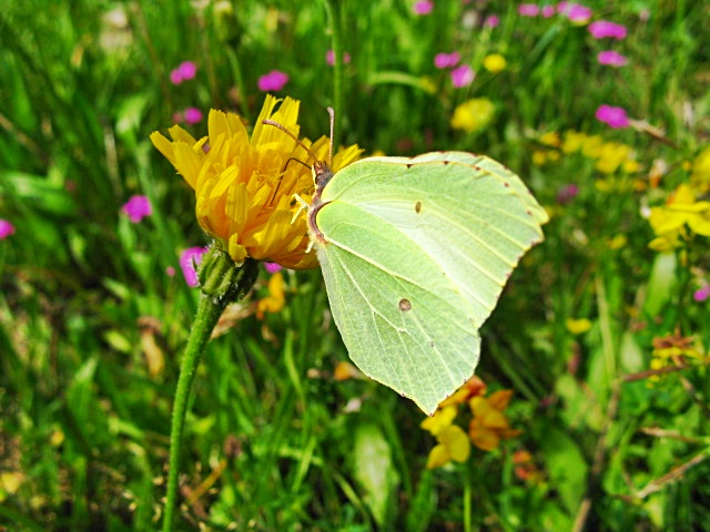 Schmetterling