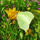 Schmetterling